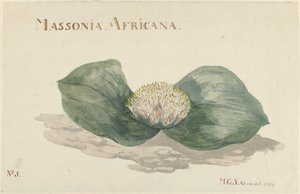 Bloem Massonia Africana
MASSONIA AFRICANA (título sobre o objecto) de Maria Geertruida Barbiers Snabilié