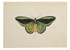 Borboleta, Asa de pássaro verde comum (Ornithoptera priamus) de Maria Margaretha van Os