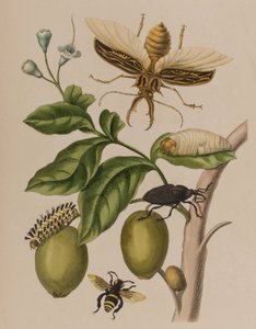 Ilustração de 