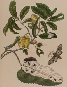 Ilustração de 