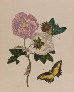 Ilustração de 