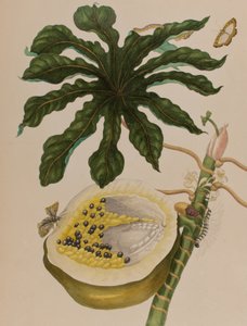 Ilustração de 