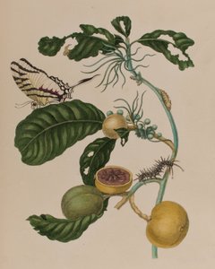 Ilustração de 