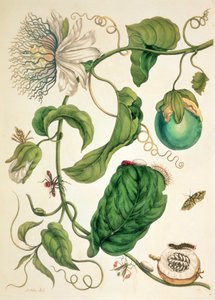 Prato de "Metamorphosis Insectorum Surinamensium