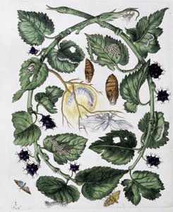 Butterflies and chrysalis - sobremesa. por Maria Sibylla Merian, n.d., aprox. finais do século XVIII de Maria Sibylla Merian