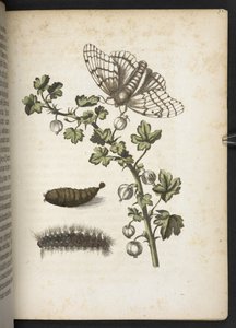 Lagarta, casulo e borboleta, da maravilhosa metamorfose de 