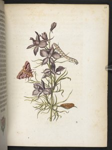 A maravilhosa transformação da lagarta e o estranho alimento floral da lagarta... de Maria Sibylla Merian