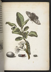 A maravilhosa transformação da lagarta e o estranho alimento floral da lagarta...