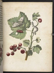 A maravilhosa transformação da lagarta e o estranho alimento floral da lagarta... de Maria Sibylla Merian
