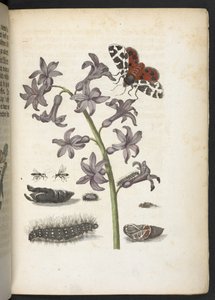 A maravilhosa transformação da lagarta e o estranho alimento floral da lagarta... de Maria Sibylla Merian
