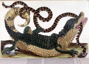 Luta entre um crocodilo e uma cobra - na "História geral dos insetos do Suriname e de toda a Europa", de Maria Sibylla de Merian, Paris de Maria Sibylla Merian