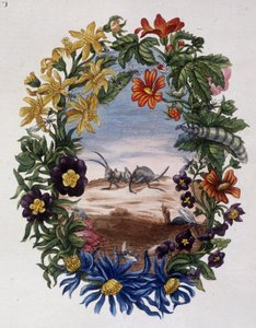 Fourmi - por Maria Sibylla Merian de Maria Sibylla Merian