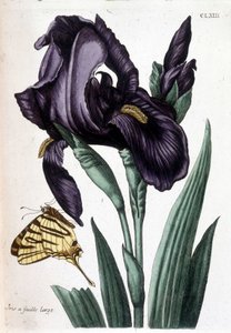 Íris de folha larga - em "História geral dos insetos do Suriname e de toda a Europa" por Maria Sibylla de Merian, ed. Desnos, Paris