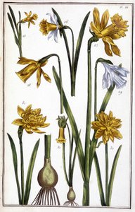Imagem desconhecida de Maria Sibylla Merian