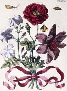 Vários insetos e flores europeus de Maria Sibylla Merian