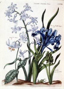 Histoire générale des insects de Surinam et de toute l