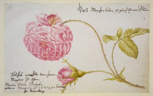 Folha de álbum com uma rosa, 1675