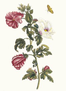 Althea. Do livro Metamorphosis insectorum Surinamensium, 1705.