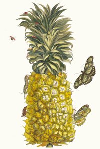 Ananas mur. Do livro Metamorphosis insectorum Surinamensium, 1705