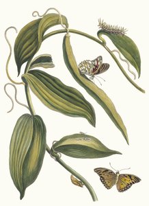 Banille. Do livro Metamorphosis insectorum Surinamensium, 1705. de Maria Sibylla Merian