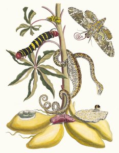 Mandioca. Do livro Metamorphosis insectorum Surinamensium, 1705. de Maria Sibylla Merian