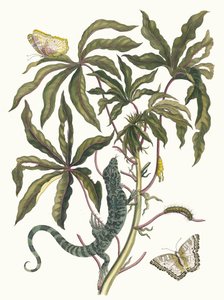 Mandioca. Do livro Metamorphosis insectorum Surinamensium, 1705. de Maria Sibylla Merian