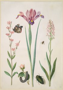 Silene com almirante, rosa com traça-raposa, íris, mosca-das-flores, escaravelho-jóia e orquídea de Maria Sibylla Merian
