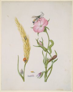 Espiga de cereal e cizânia com metamorfoses da joaninha de cinco pintas e da mosca-varejeira de Maria Sibylla Merian
