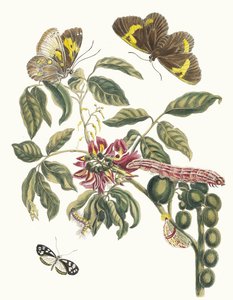 Coronilla Americana Arborescens. Do livro Metamorphosis insectorum Surinamensium, 1705 de Maria Sibylla Merian