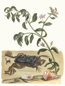 Cresson. Do livro Metamorphosis insectorum Surinamensium, 1705. de Maria Sibylla Merian