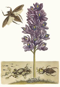 Eichhornia crassipes. Do livro Metamorphosis insectorum Surinamensium, 1705. de Maria Sibylla Merian