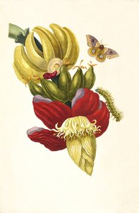 Do livro Metamorphosis insectorum Surinamensium, 1705. de Maria Sibylla Merian
