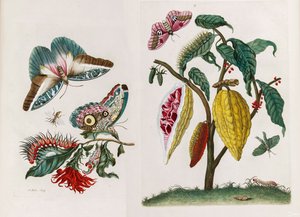 Do livro Metamorphosis insectorum Surinamensium, 1705.