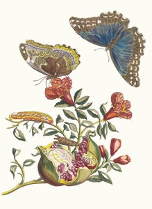 Granadeiro. Do livro Metamorphosis insectorum Surinamensium, 1705. de Maria Sibylla Merian