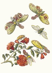 Granadeiro. Do livro Metamorphosis insectorum Surinamensium, 1705. de Maria Sibylla Merian