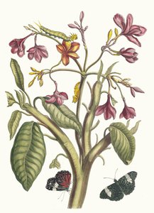 Jasmin des Indes. Do livro Metamorphosis insectorum Surinamensium, 1705. de Maria Sibylla Merian