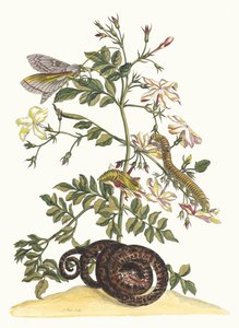 Jasminum grandiflorum. Do livro Metamorphosis insectorum Surinamensium, 1705. de Maria Sibylla Merian