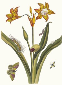 Li Rouge. Do livro Metamorphosis insectorum Surinamensium, 1705. de Maria Sibylla Merian