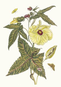 Muscus-Bloem. Do livro Metamorphosis insectorum Surinamensium, 1705. de Maria Sibylla Merian