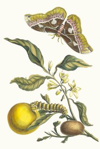 Laranja. Do livro Metamorphosis insectorum Surinamensium, 1705. de Maria Sibylla Merian