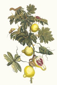 Pomme de Sodome. Do livro Metamorphosis insectorum Surinamensium, 1705. de Maria Sibylla Merian