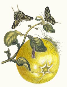 Pompelmo. Do livro Metamorphosis insectorum Surinamensium, 1705. de Maria Sibylla Merian