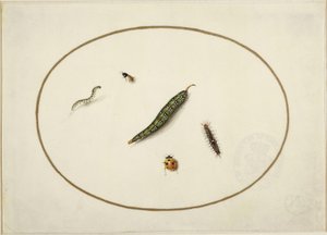 Lagartas e insectos, num oval horizontal, delimitados por uma linha dourada, finamente executados como uma miniatura de Maria Sibylla Merian