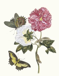 Rosa. Do livro Metamorphosis insectorum Surinamensium, 1705.