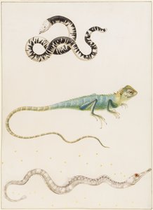 Lagarto-verme sul-americano de cabeça pequena, iguana ou lagarto arborícola das Índias Orientais e peixe-agulha de Maria Sibylla Merian
