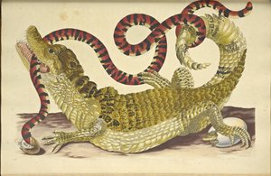 Caiman de óculos Caiman crocodilus e uma falsa cobra coral, 1705. de Maria Sibylla Merian