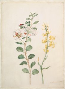  de Maria Sibylla Merian