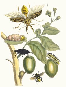Tabrouba. Do livro Metamorphosis insectorum Surinamensium, 1705.