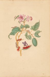 A árvore Rocu com lagartas, traças e borboletas de Maria Sibylla Merian