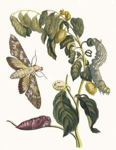 Zursak. Do livro Metamorphosis insectorum Surinamensium, 1705. de Maria Sibylla Merian
